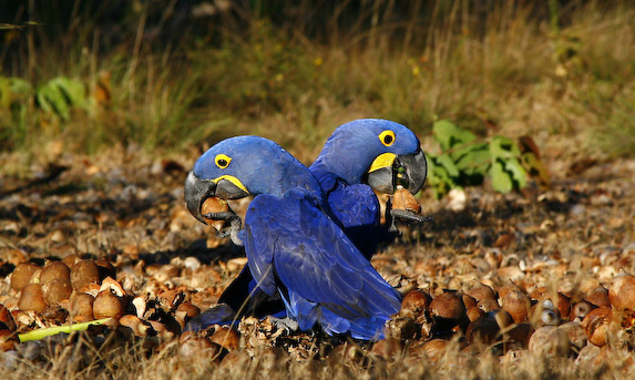 Hyacinth Macaws, Hyacinth Valley, Brazil.